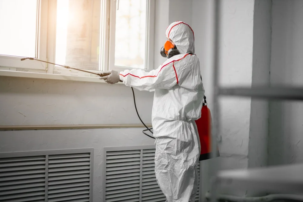 Professional mold remediation services in Mountain Pine, AR